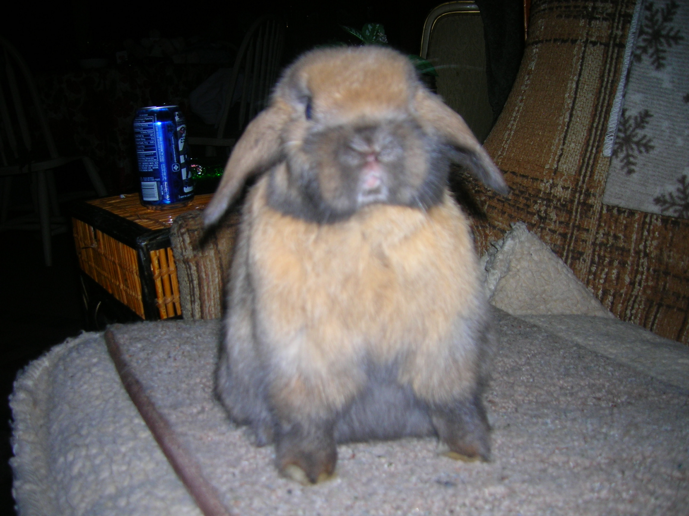 darby2.jpg